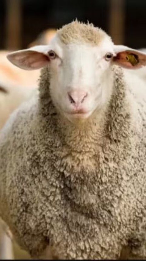 When Sheep in Greece Accidentally Eat Weed Leaves and Jump Wildly