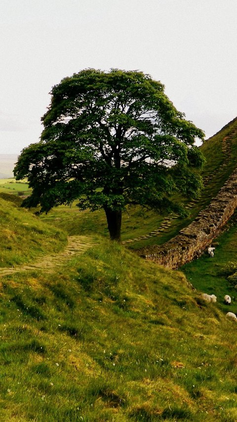 16-Year-Old Boy Arrested for Cutting Down Hadrian's Wall