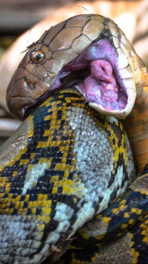 Equally Predator Pinnacle, Exhausting 7-Hour Battle Between King Cobra and Python Snake, Unexpected Ending