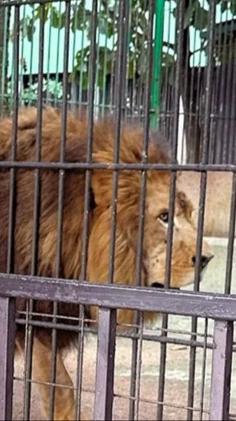 Japanese Zoo Park Keeper Killed by Lion