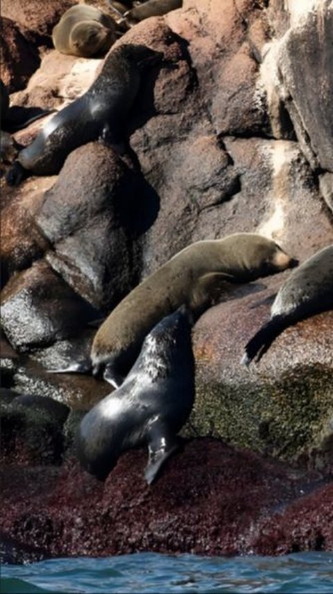 400 Seals and Sea Lions Die from Bird Flu in Uruguay