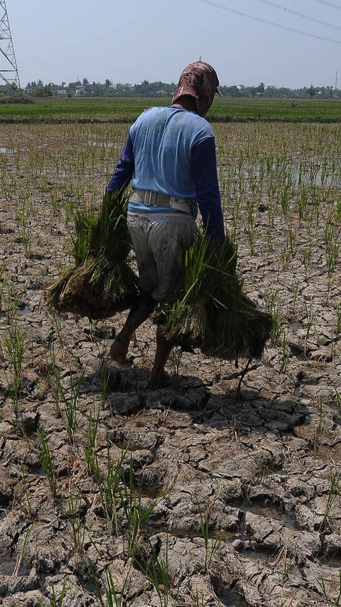 FOTO: Asa Petani Menanam Padi di Tengah Fenomena El Nino