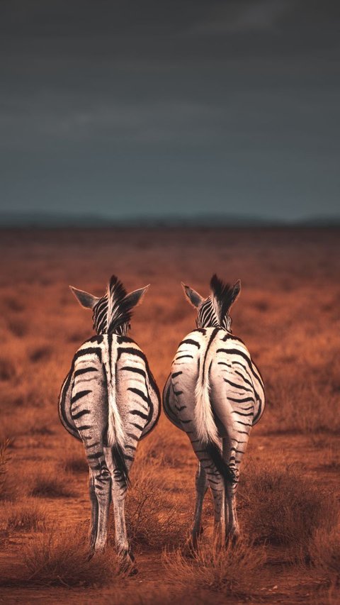 Sadisnya Zebra Jantan jika Tahu Pasangan Betinanya Hamil Bukan dari Perbuatannya