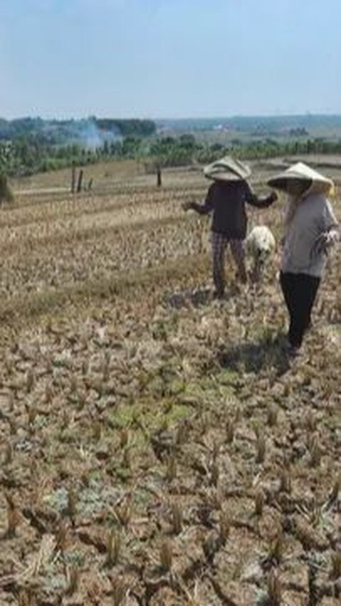 Ratusan Hektare Sawah di Jateng Alami Puso akibat Kekeringan
