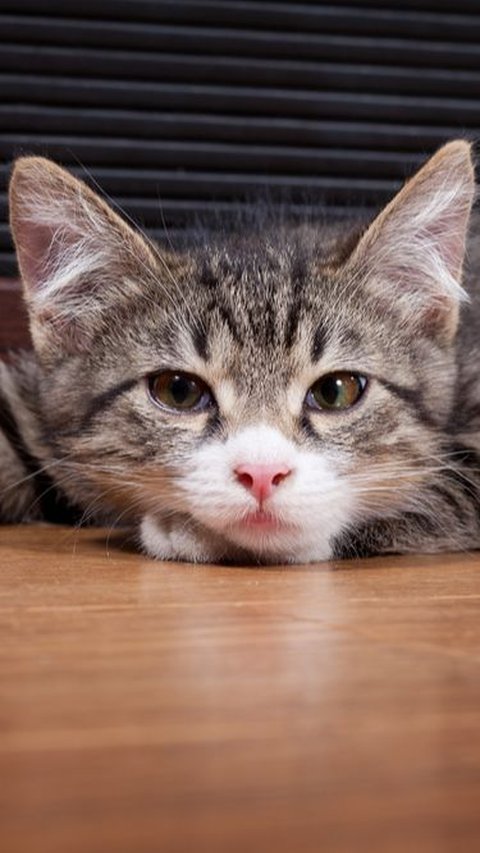 200 Nama kucing Lucu dan Menggemaskan, Cocok untuk Anabul Kesayangan