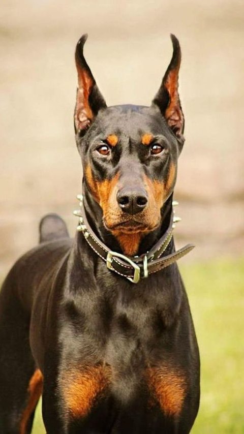 English doberman hot sale