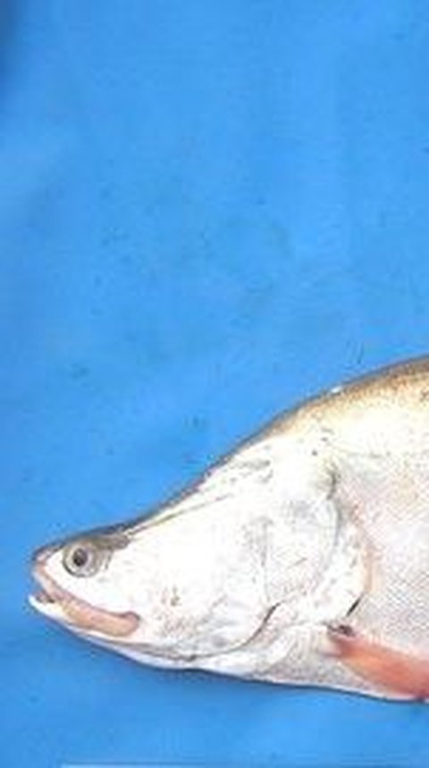 Mengenal Ikan Belida, Fauna Endemik Sumatra Selatan yang Terkenal