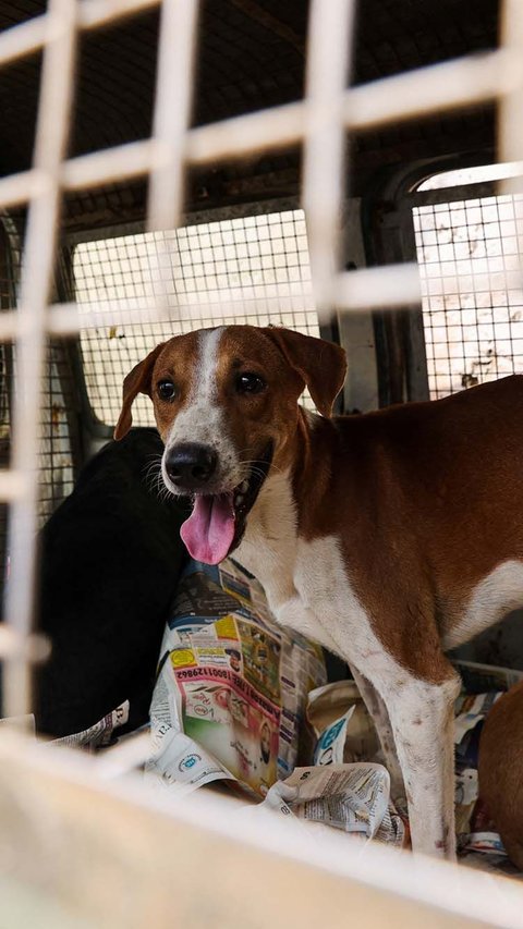 FOTO: India Tangkap Ratusan Anjing Liar Jelang KTT G20, Caranya Disebut Tak Manusiawi