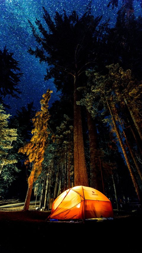 Malam Mencekam! Kamping di Tengah Hutan, Tenda Diseruduk dan Dijilati Dua Singa Raksasa