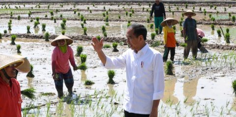 Alokasi Pupuk Subsidi Ditambah, Merauke Disiapkan Jadi Lumbung Pangan Nasional