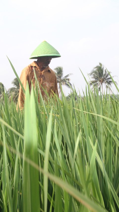 Begini Pentingnya Peran Perempuan di Industri Pertanian, Termasuk untuk Jaga Ketahanan Pangan