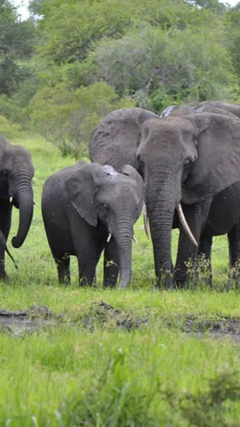 Gajah Liar Rusak Kebun dan Pondokan Warga