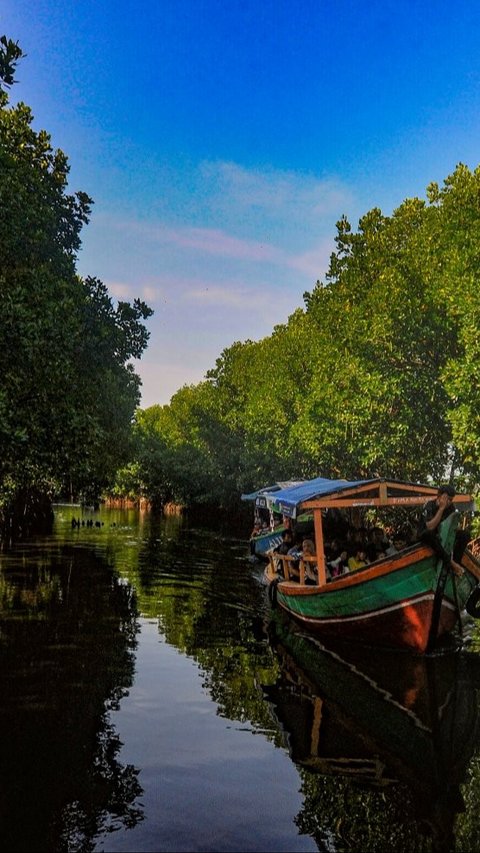 46 Hektare Mangrove Raib Dampak Proyek Pembangunan Tol Semarang - Demak