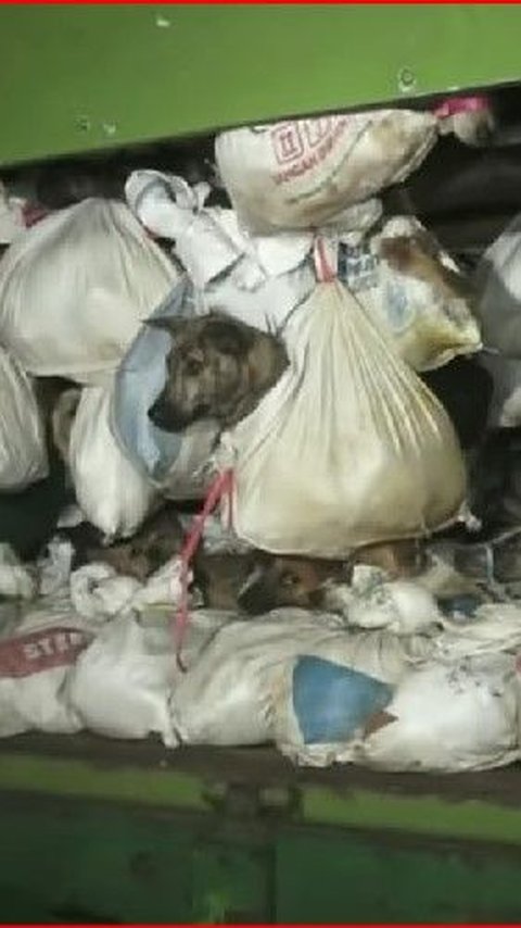 4 Fakta Terbaru Kasus Penyelundupan Ratusan Anjing di Solo, Satu Ekor Dihargai Rp350 Ribu