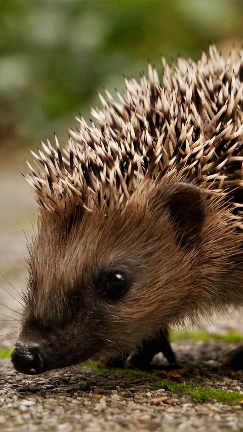 Unique, 5 New Species of Soft-Spined Hedgehogs Discovered and They are Adorable