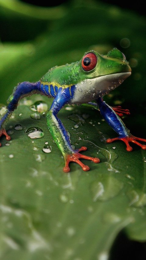 New Species of Small Frog Discovered in Indonesia, Only 3 Cm in Size!