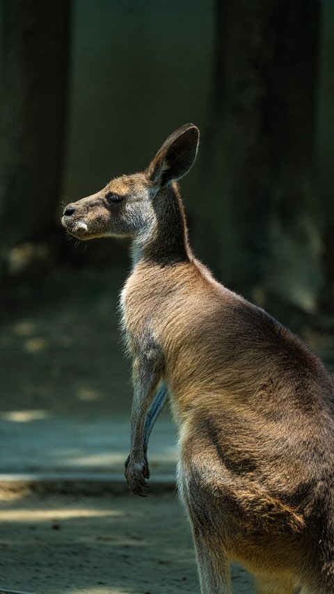 Scientists Claim Ancient Kangaroos Did Not Jump, Here's How It Went