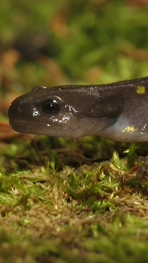 7 Fakta Mengejutkan tentang Salamander, Hewan yang Pernah Berkeliaran bersama Dinosaurus