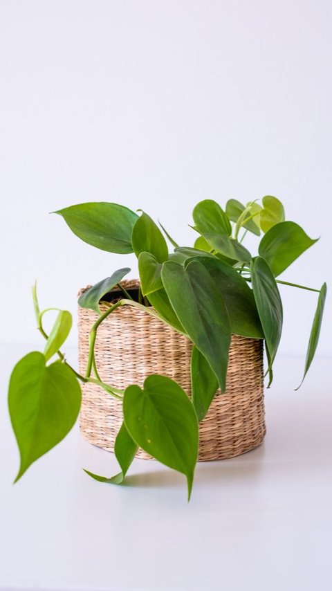 Indoor Plant Recommendations for Various Rooms in the House, Create Beautiful and Healthy Dwellings