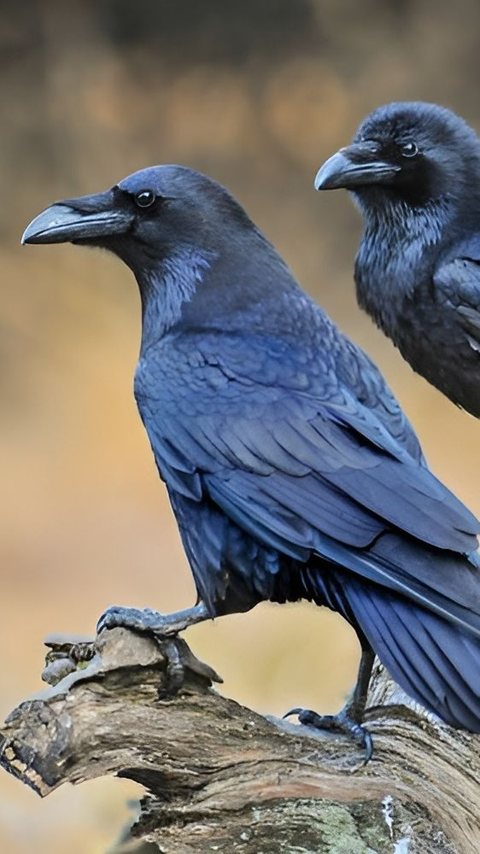 7 Fakta Menarik tentang Burung Gagak, Si Burung Setia yang Kawin Sekali Seumur Hidup