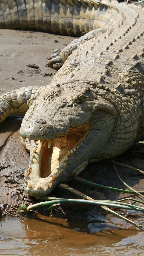 9-Year-Old Boy Critical After Being Attacked by Crocodile in Kakadu National Park