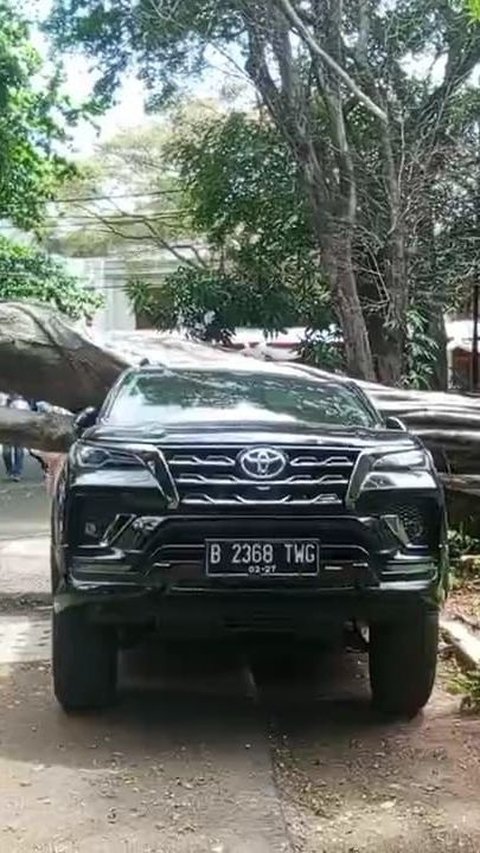 Pohon Tumbang Dekat Rumah Prabowo Timpa Fortuner, BPBD DKI:  Karena Akarnya Busuk