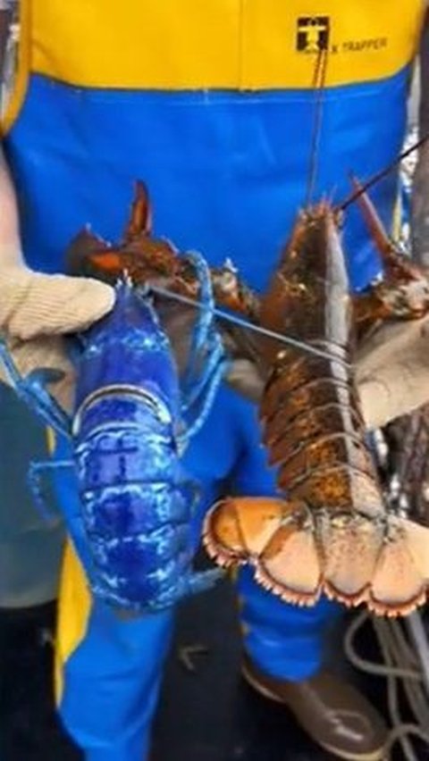 Nelayan Ini Tak Sengaja Temukan Lobster Biru Paling Langka di Dunia