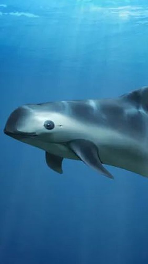 10 Interesting Facts about Vaquita, the Rarest Animal in the World