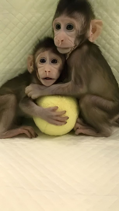 Ilmuwan Perkenalkan Keberhasilan Mereka Kloning Seekor Monyet yang Hidup!