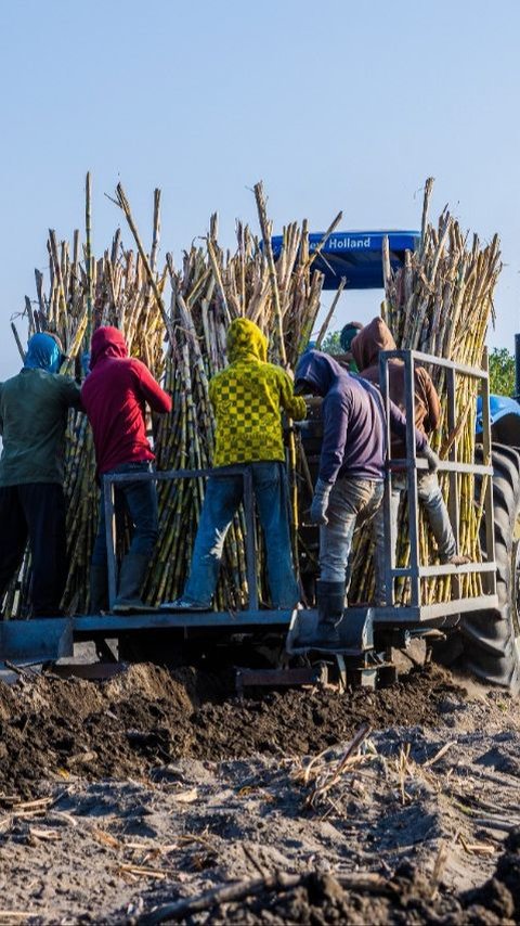 Kondisi Perusahaan Membaik, PTPN I Bayar Santunan Hari Tua Rp550 Miliar ke Pensiunan