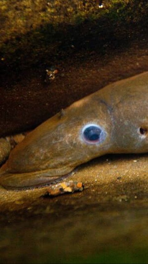 In This River, Two New Species of Living Ancient Fish Have Been Discovered