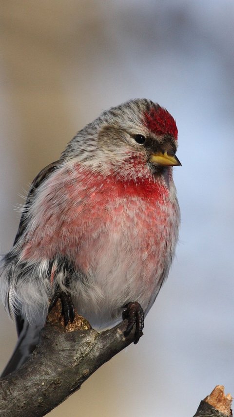 Mengenai 9 Burung Finch, Kerabat Kenari yang Banyak Tinggal di Florida