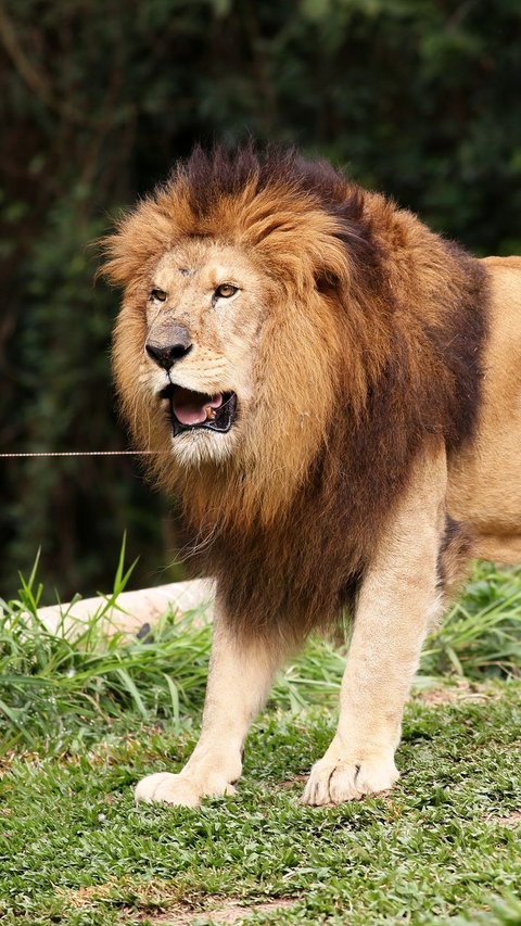 Accidentally Hit by Meat, This Lion Gets Upset and Angry