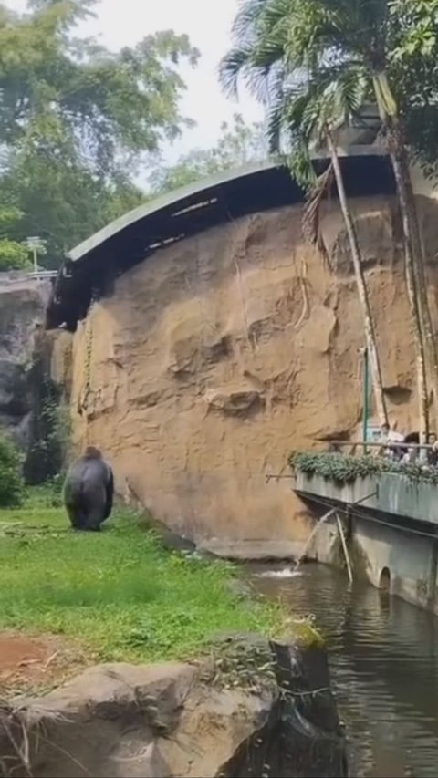 Gorila 'Komu' Ragunan Lempar Kayu ke Pengunjung, Begini Penjelasan Pengelola