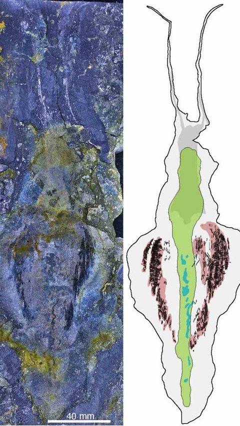 Heboh Penemuan Fosil Cacing Predator Kuno Berukuran Raksasa yang Hidup 500 Juta Tahun Lalu