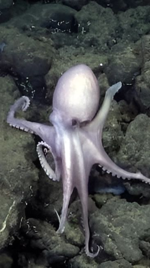 4 Spesies Baru Gurita Ditemukan di Laut Dalam, Belum Pernah Terlihat Sebelumnya