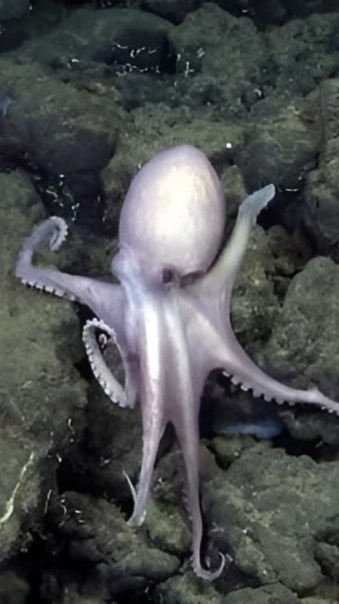 4 New Species of Octopus Discovered in the Deep Sea, Never Seen Before