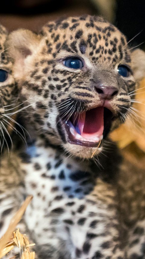 Interesting Facts about Baby Leopards, Turns Out They are Born with Blue Eyes