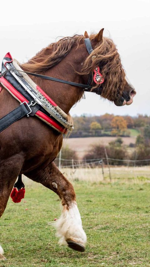 Melihat 'Sampson', Kuda Terbesar yang Pernah Hidup di Dunia ini