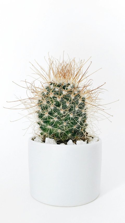 7 Tips Merawat Kaktus Mini Indoor, Lakukan Ini agar Tetap Tumbuh Subur