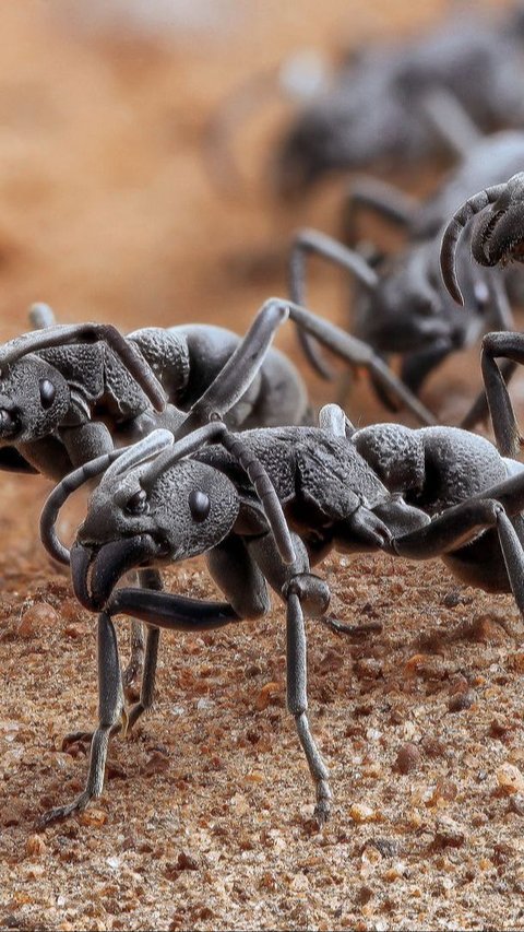 Jenis Semut Ini Mampu Menyembuhkan Diri dari Kematian dengan Liurnya