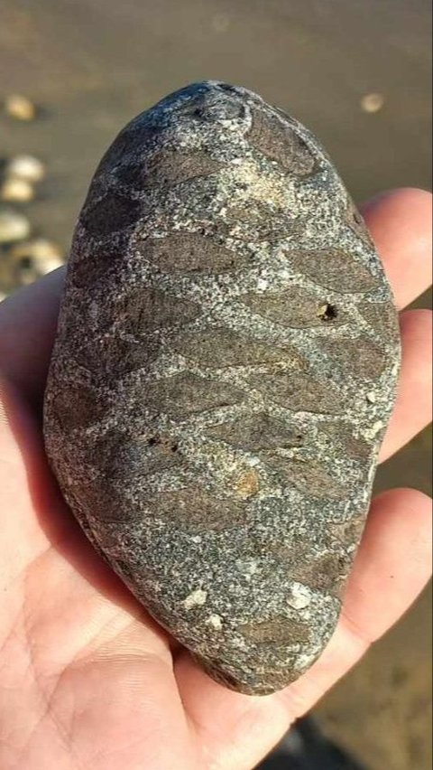 Blessing, This Person Finds Fossil Stone of Pine Fruit from the Dinosaur Era