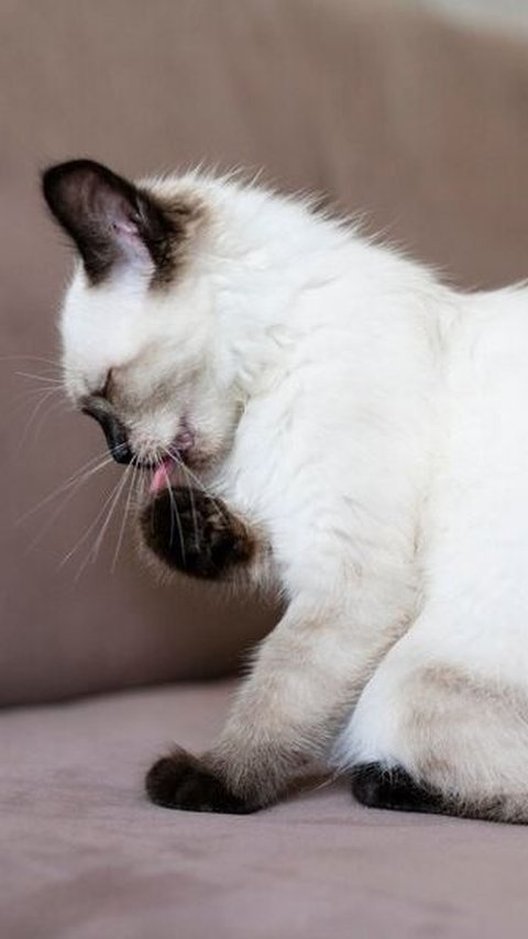 10 Penyakit Kulit yang Mengintai Kucing Kesayanganmu, Waspada!