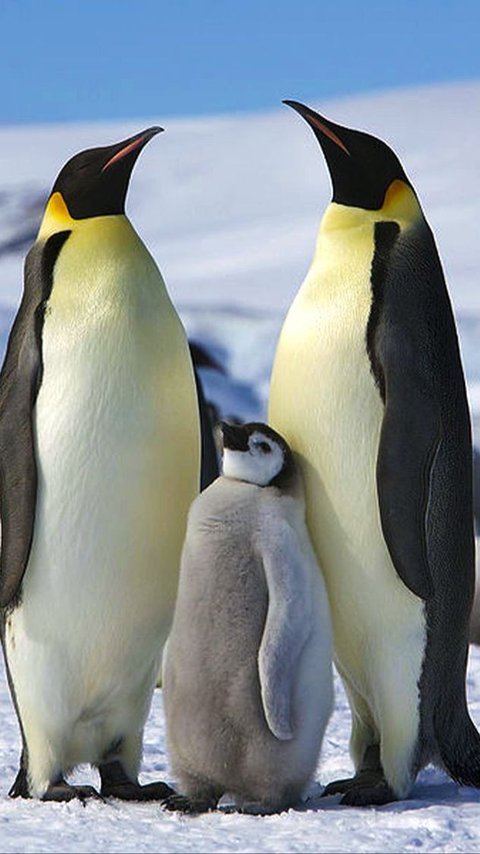 Thanks to Satellite Surveys, Scientists Discover 4 Previously Unseen Penguin Colonies