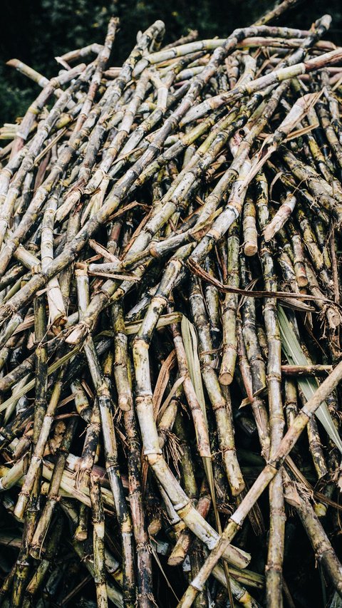 Mencari Jejak Pabrik Gula di Wilayah Sleman, Kini Sudah Hilang Tak Berbekas