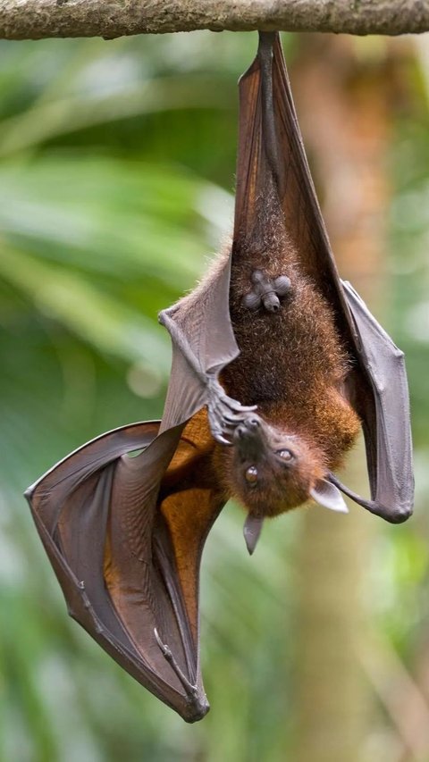 10 Largest Bats in the World Ever Found!
