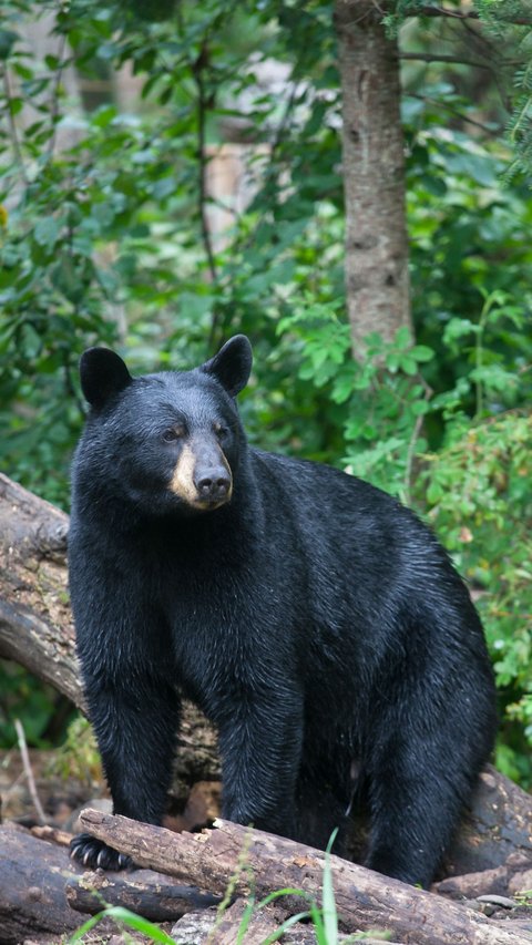 Detik-Detik Mengerikan Turis Potong Tangan demi Bebaskan Diri dari Serangan Beruang Raksasa
