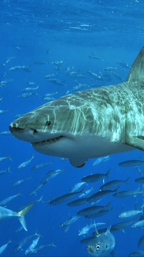 7 Most Aggressive Shark Species in the World, Better Stay Away