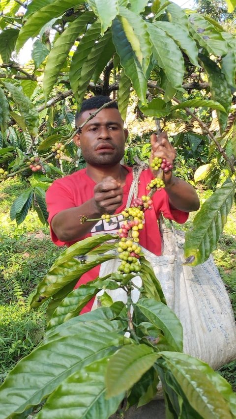 FOTO: ‘Klasterkuhidupku’, Kopi Ambaidiru dari Papua Terus Berkembang dan Mampu Jangkau Pasar Lebih Luas