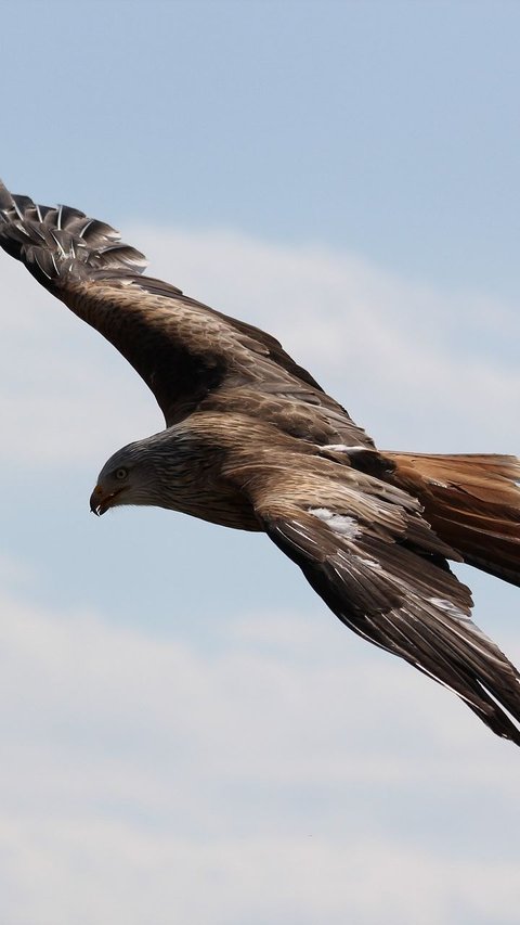 9 Largest Eagles in the World, Wingspan Over 2.5 Meters